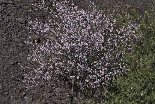 9 feb 2021 Fioritura mandorli